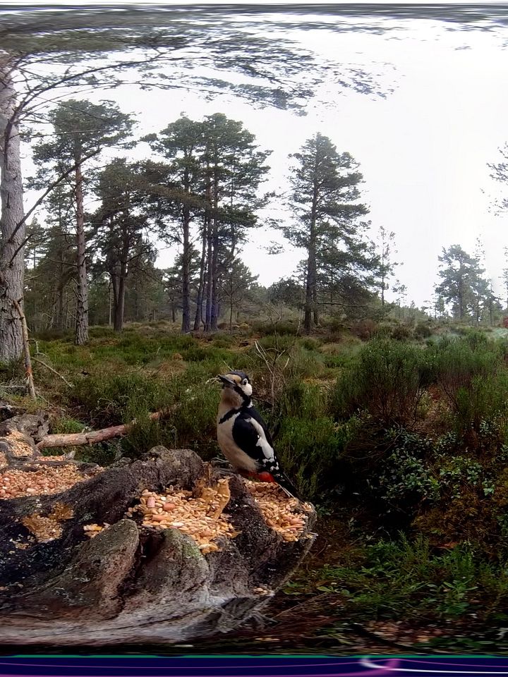 Scottish Treasure "Forest Birds" Moment product image (1)