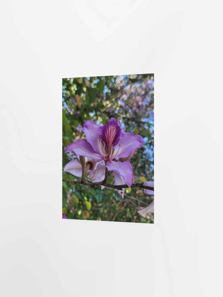 Orchid Tree product image (22)