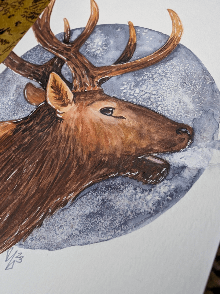 Bull Elk product image (2)