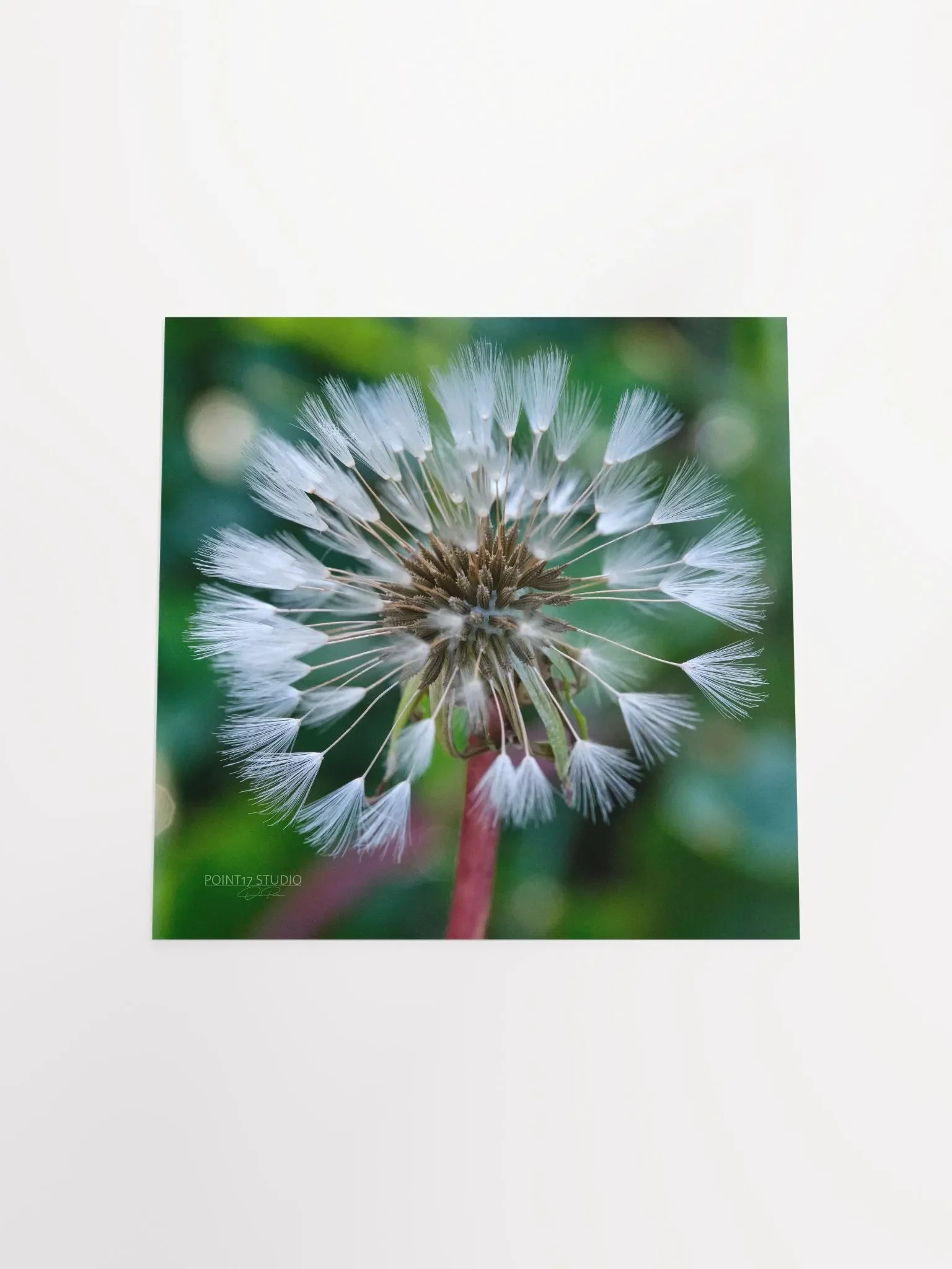 Dandelion #1 - Print product image (11)