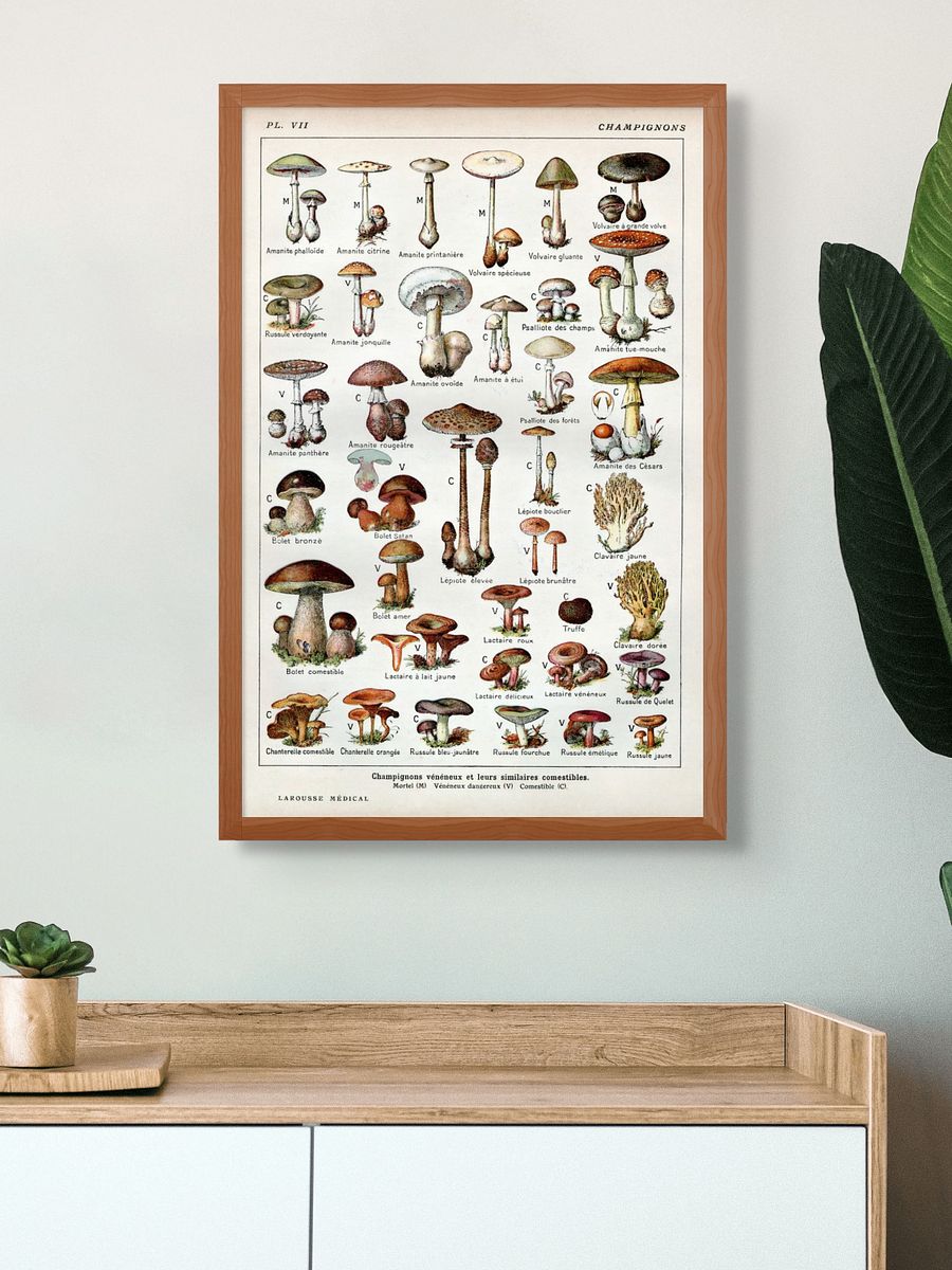 Larousse Champignons Poster product image (2)