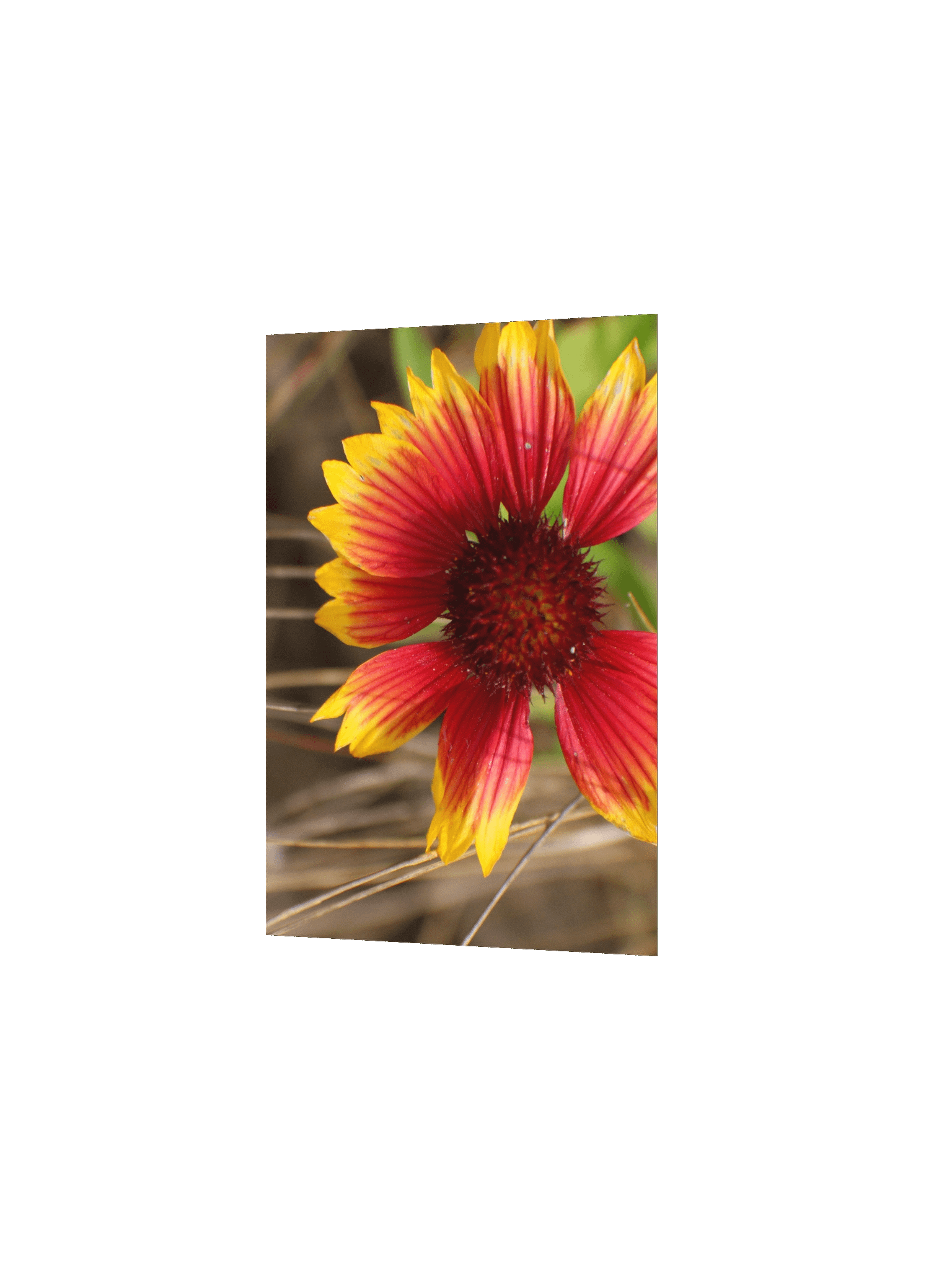 Flower in the Wind product image (9)