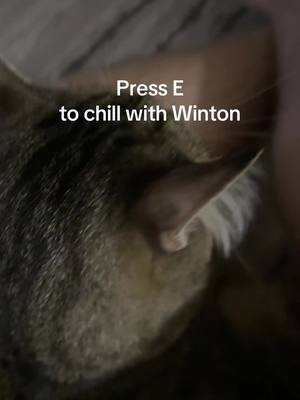 #cat #winton