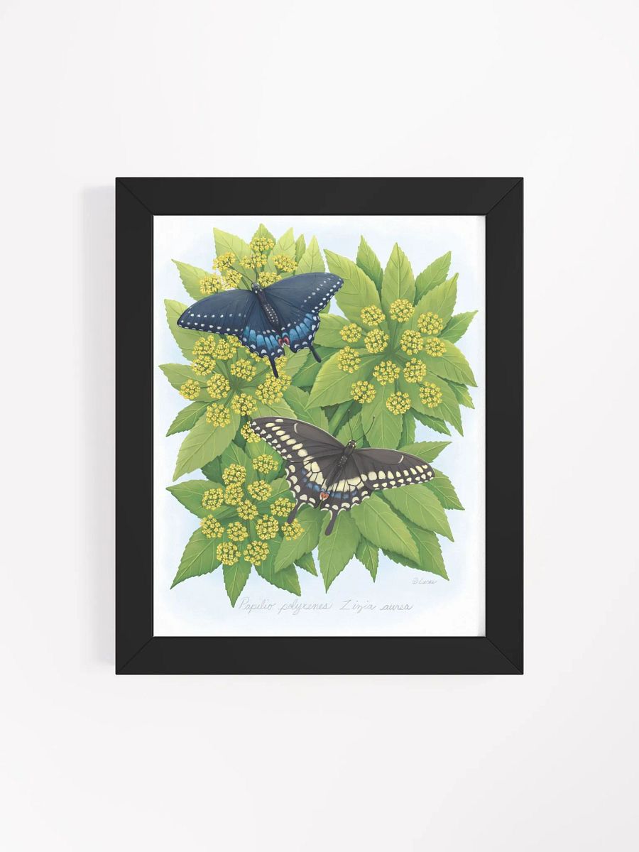 Black Swallowtails product image (39)