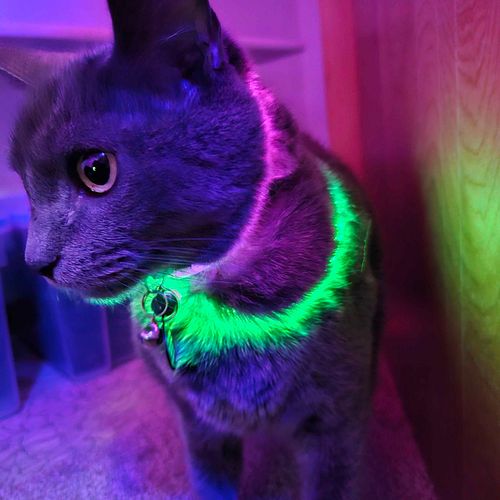 Mus-Mus likes to party. She likes to party. Likes to party. 4th of July fun distracting her from the giant booms! #catsofinst...