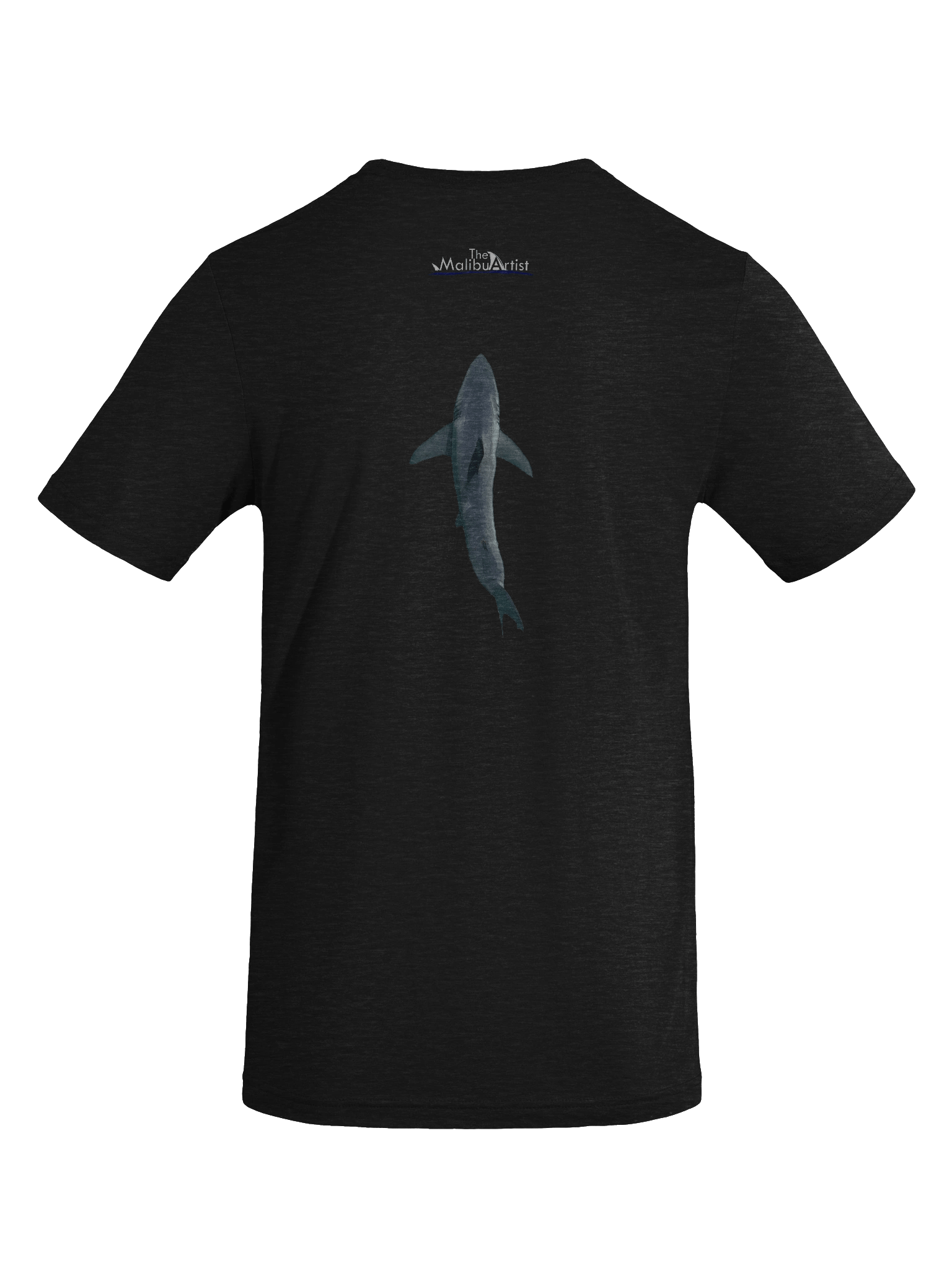 Carcharodon carcharias. product image (10)