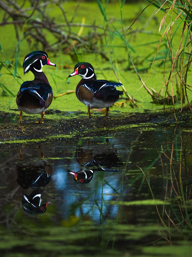 Wildlife Photos