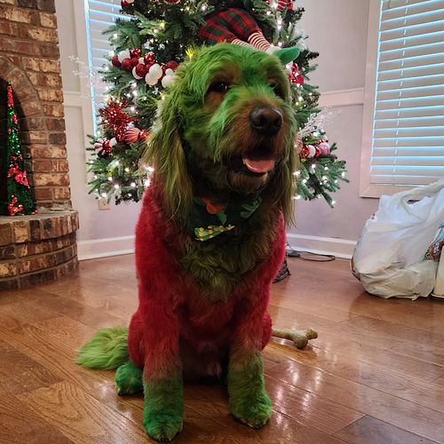 Got Charlie back from the groomers. He got a little off the top.