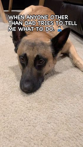 I don’t usually listen to other people, but when I do it because dad is standing right there. 

#k9 #k9sunited #k9unit #polic...