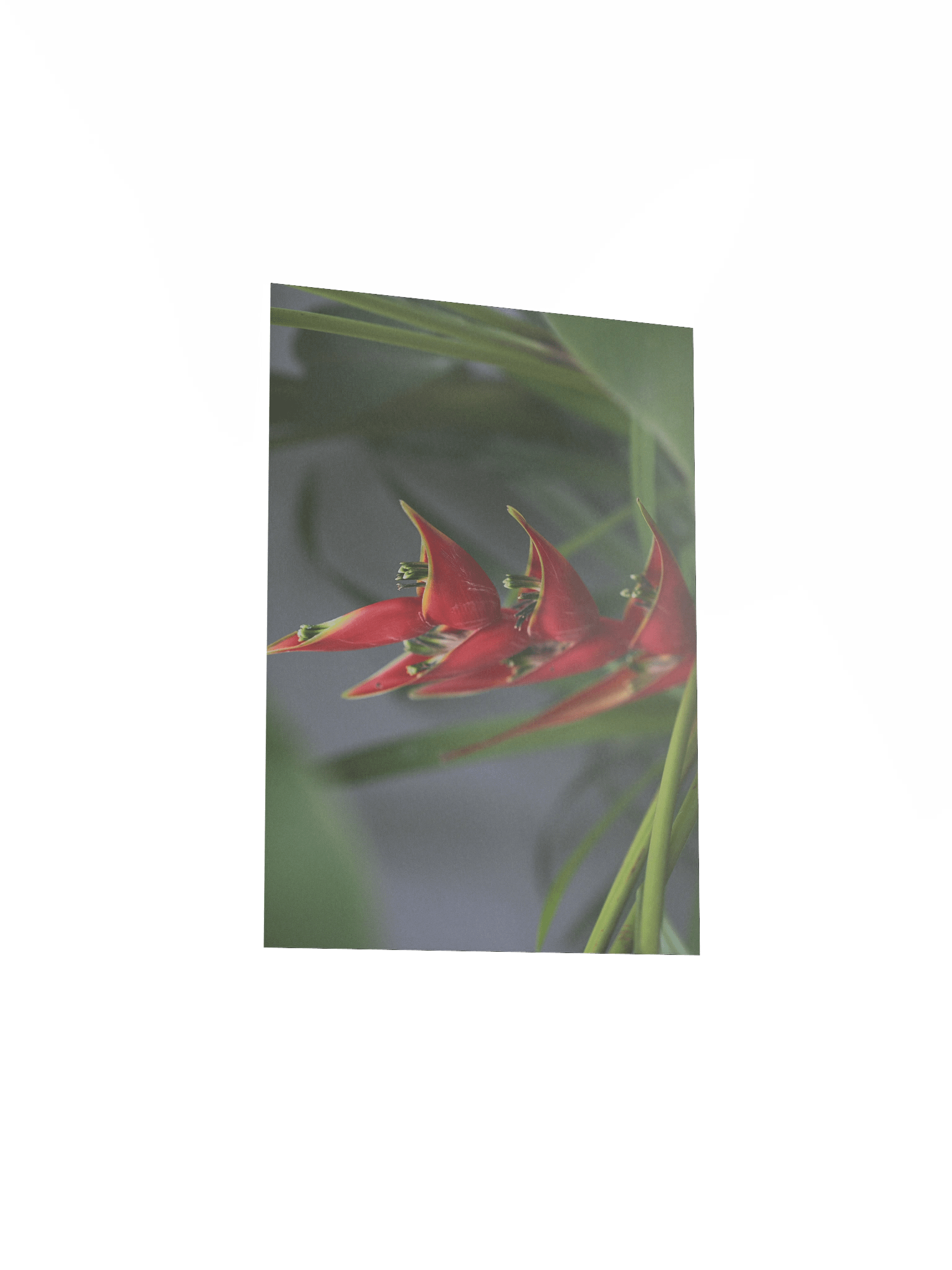 Red Palulu product image (14)