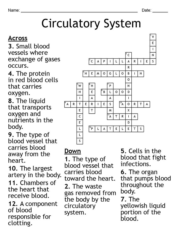 Printable Circulatory System Crossword Puzzle – 12 Key Terms! product image (2)