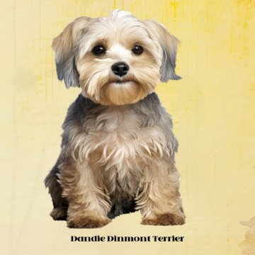 Dandie Dinmont-30x30x300 product image (1)
