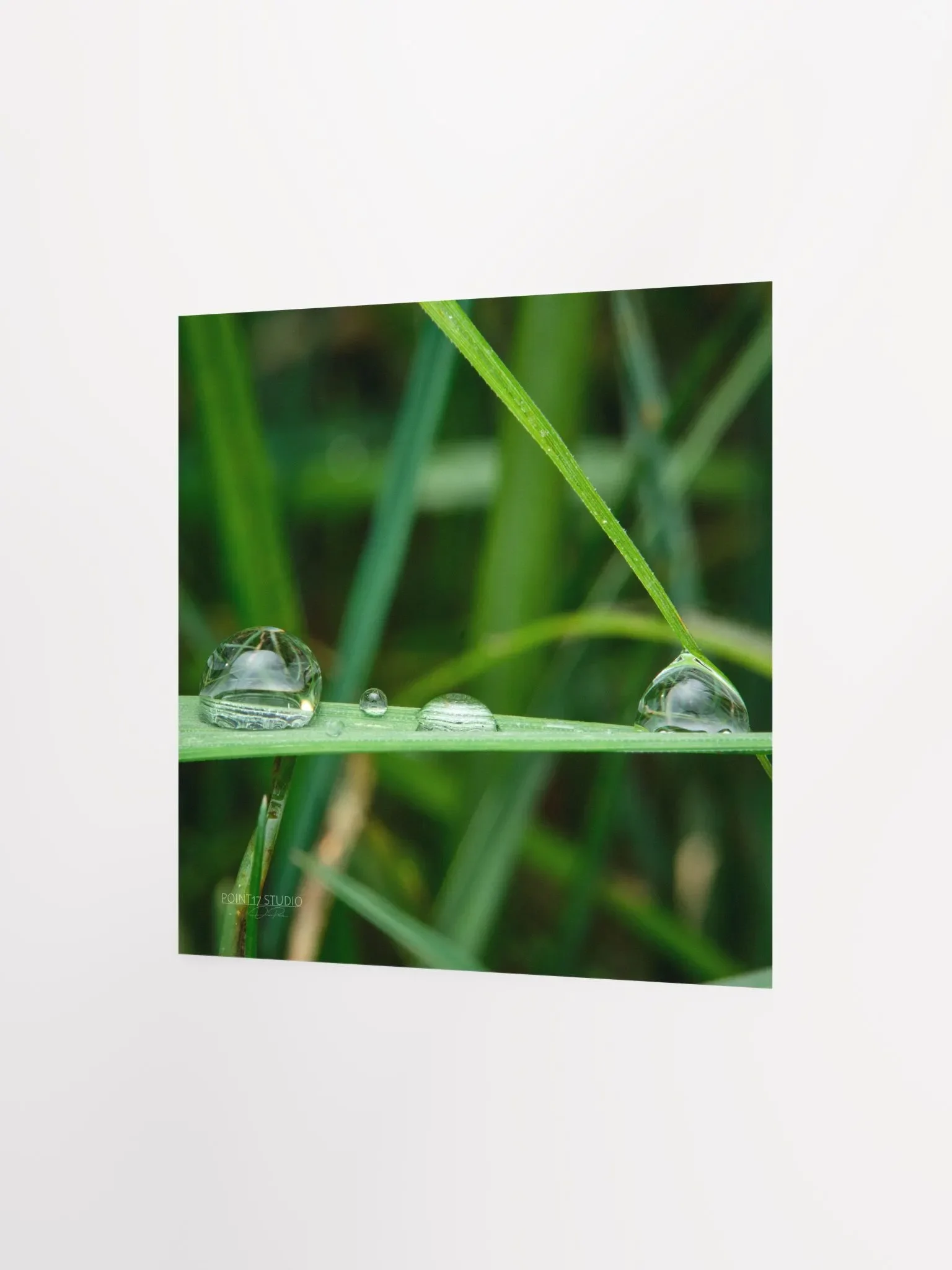 Dew Gems #12 - Framed Print product image (4)