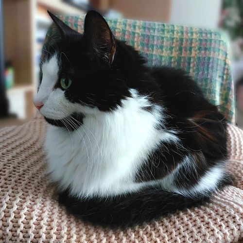 Little chicken, bread, or cat? 🤔💕

.
.
.
.
#cats #catsofinstagram #catstagram #cat #chillvibes #wednesday #wednesdaymotivatio...