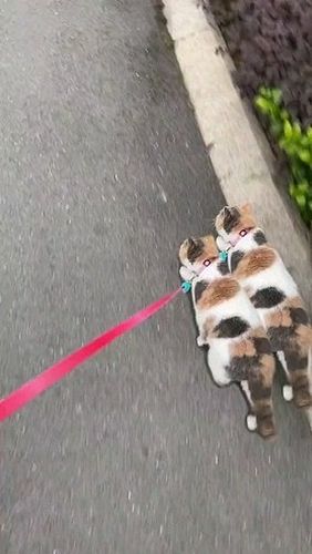 The synchronisation is on point 😁
Please follow us for more 😻😻⁣⁣⁣⁣⁣⁣⁣⁣⁣⁣

⚀ @catpresso.cat 😍⁣⁣⁣⁣⁣⁣⁣⁣⁣⁣⁣⁣⁣⁣⁣⁣⁣⁣⁣⁣⁣⁣⁣⁣⁣⁣⁣⁣⁣
⚁ @...