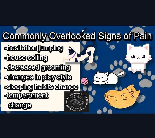 September marks Animal Pain Awareness Month, coinciding with Pain Awareness Month in human medicine. Animals experience pain ...
