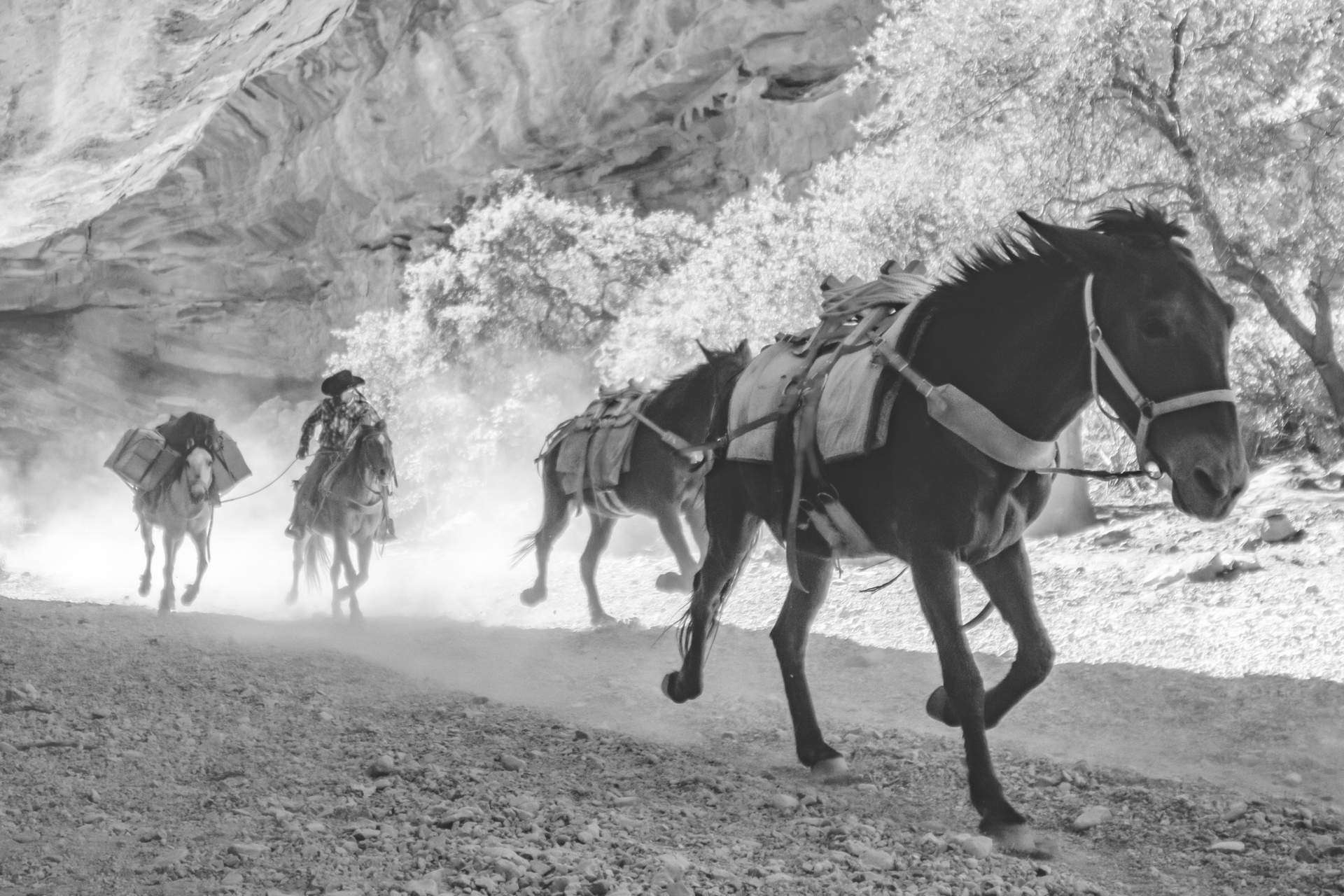 Print - The Last Mailman product image (5)