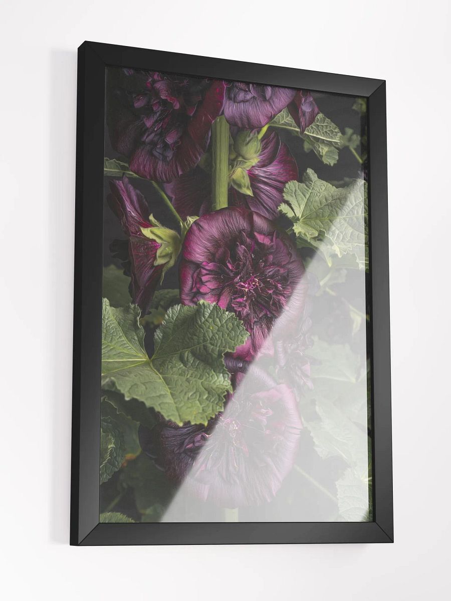 Darkest Hollyhock product image (3)