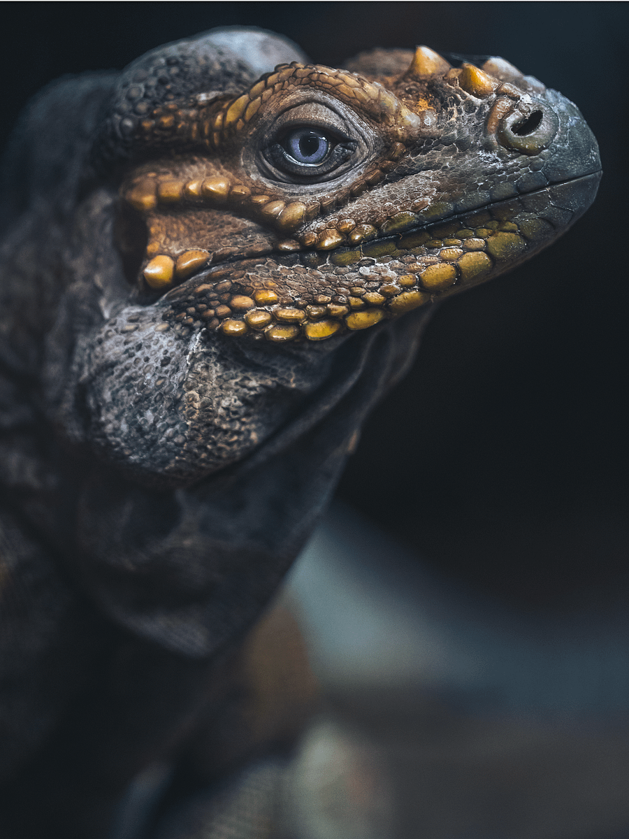 Rhino Iguana Face #2 product image (1)