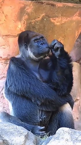 100 Gorillas vs 1 Jason Statham