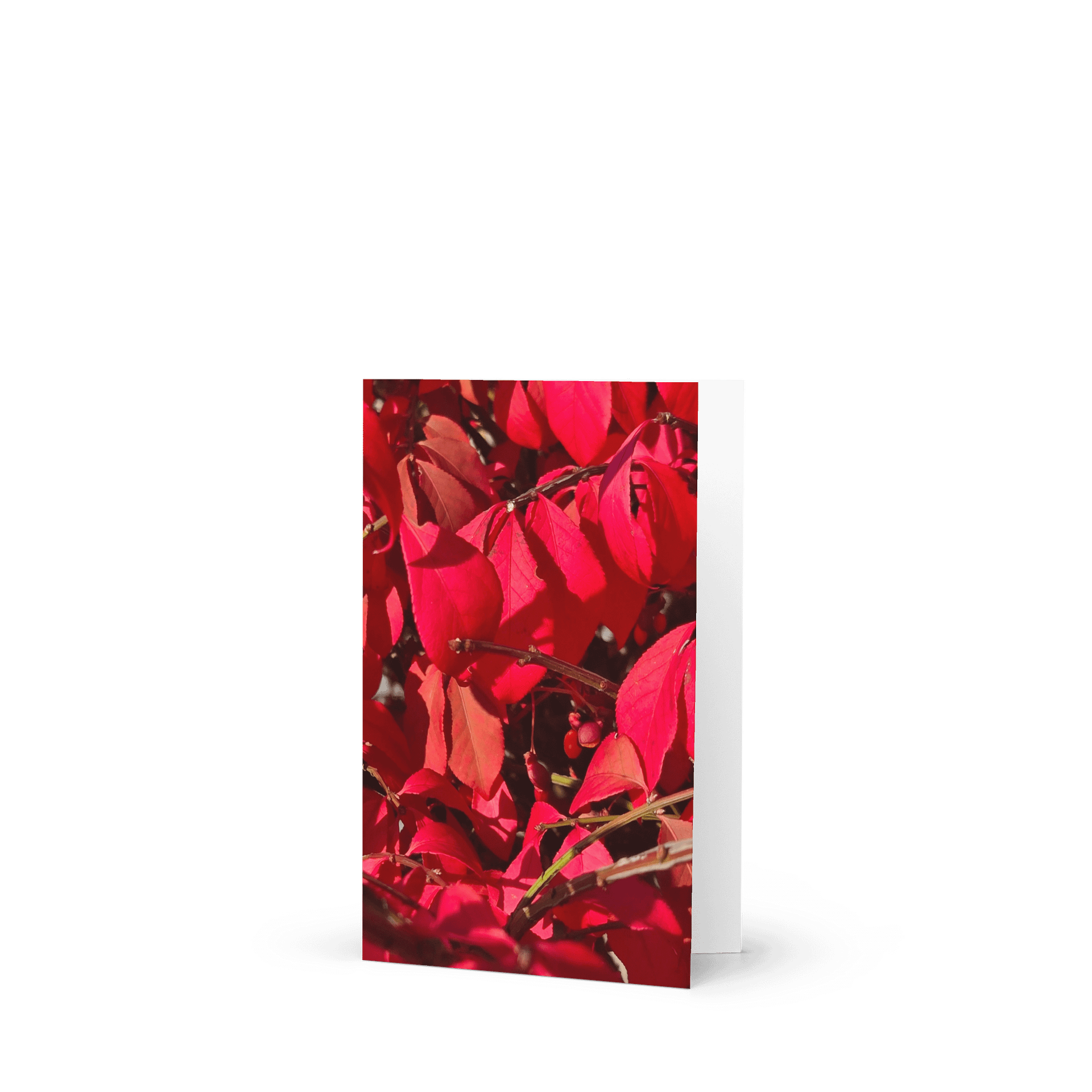Crimson Canopy Greeting Card (blank) product image (1)