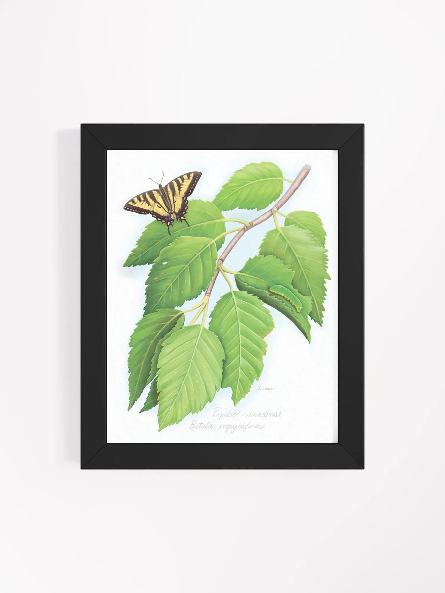 Tiger Swallowtail on a Birch tree product image (20)