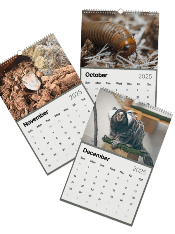 Alveus 2025 Calendar product image (39)