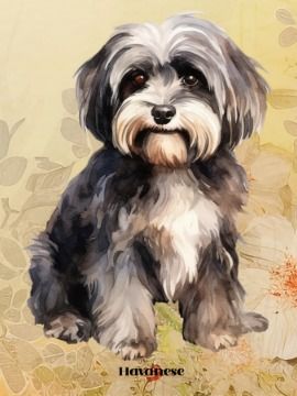 Havanese product image (1)