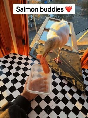 Feeding steven that little bit of wrap was the start of one of the greatest friendship i’ve ever had ❤️ @The Fish Society  Code - feedingsteven15 #fyp #foryou #seagull #feedingsteven #birds