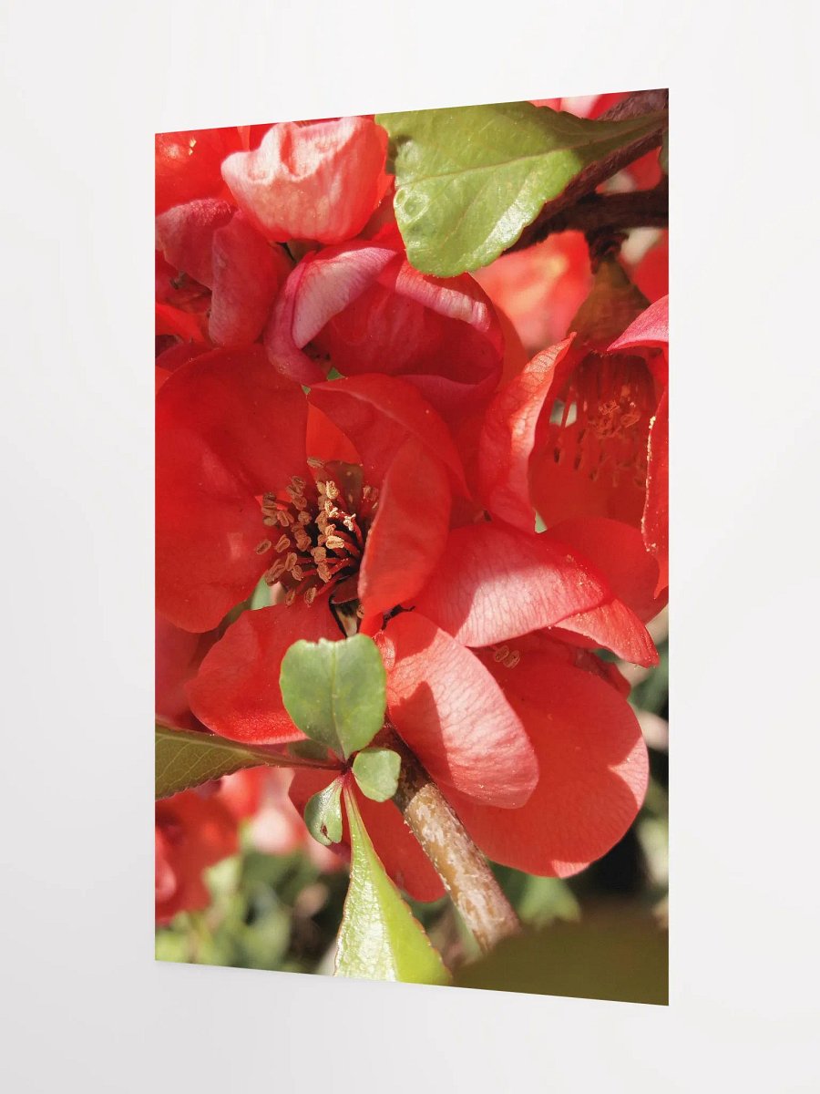 Chaenomeles × Superba Print Poster , Floral Art, Red Flower Print Poster, 12x18