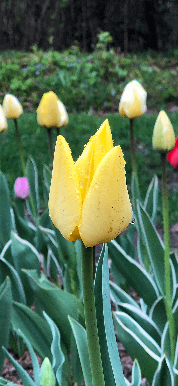 Tulip in the Rain Phone Background product image (1)
