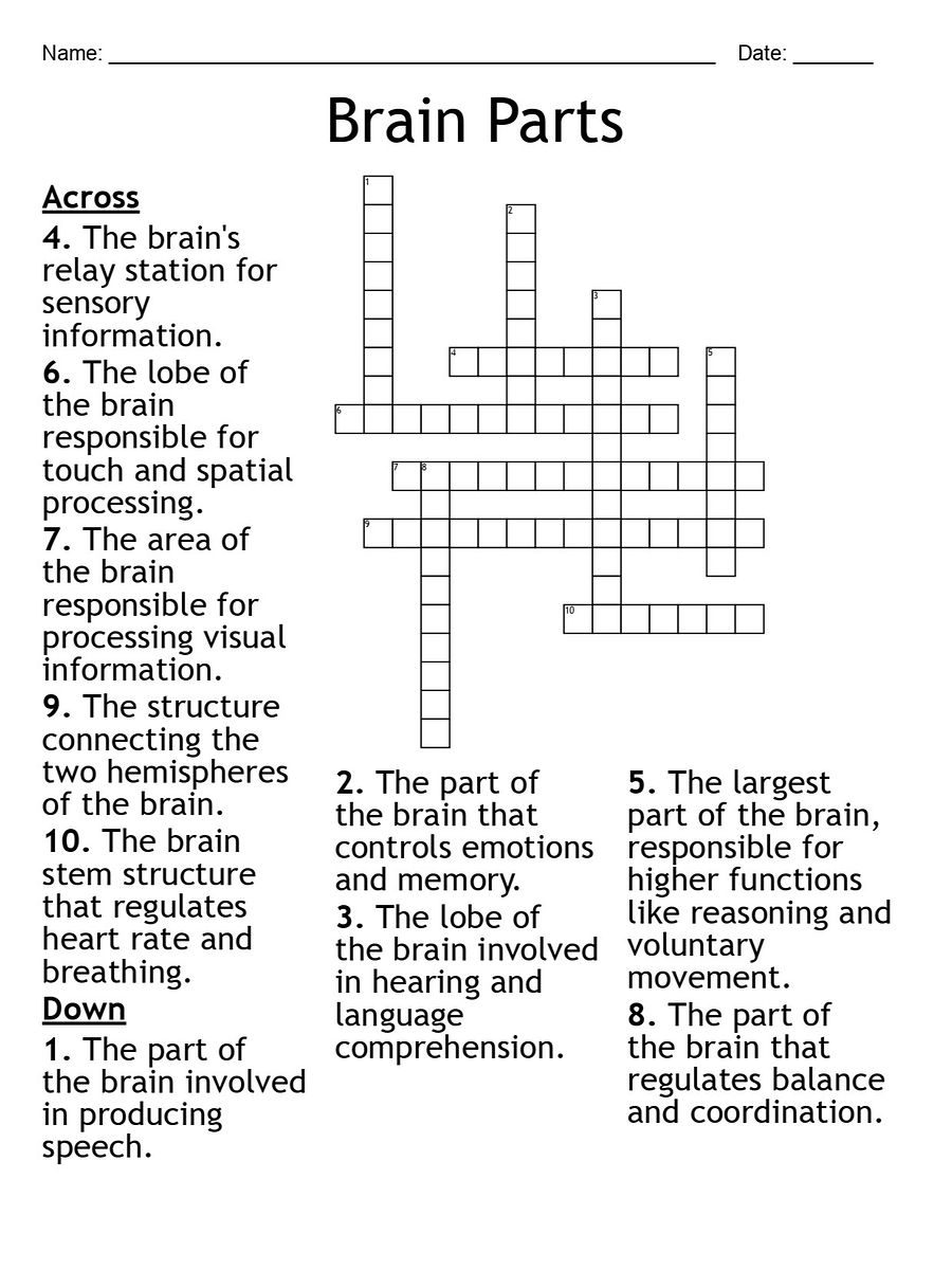 Brain Parts Crossword Puzzle: Fun and Interactive Neuroscience Activity product image (1)
