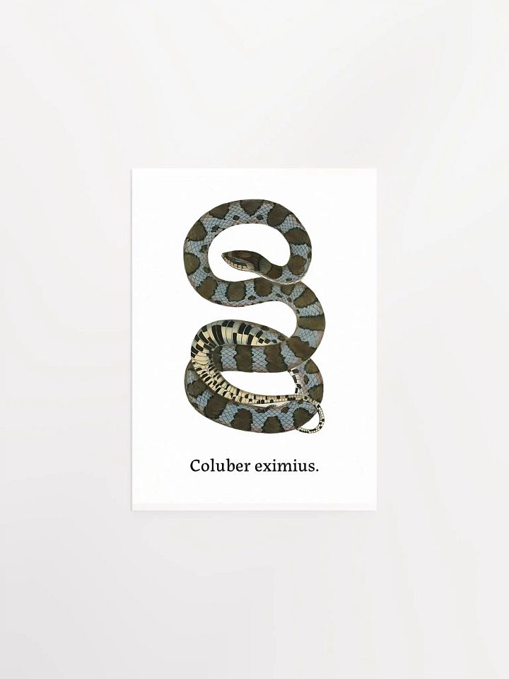 Coluber eximius. product image (2)
