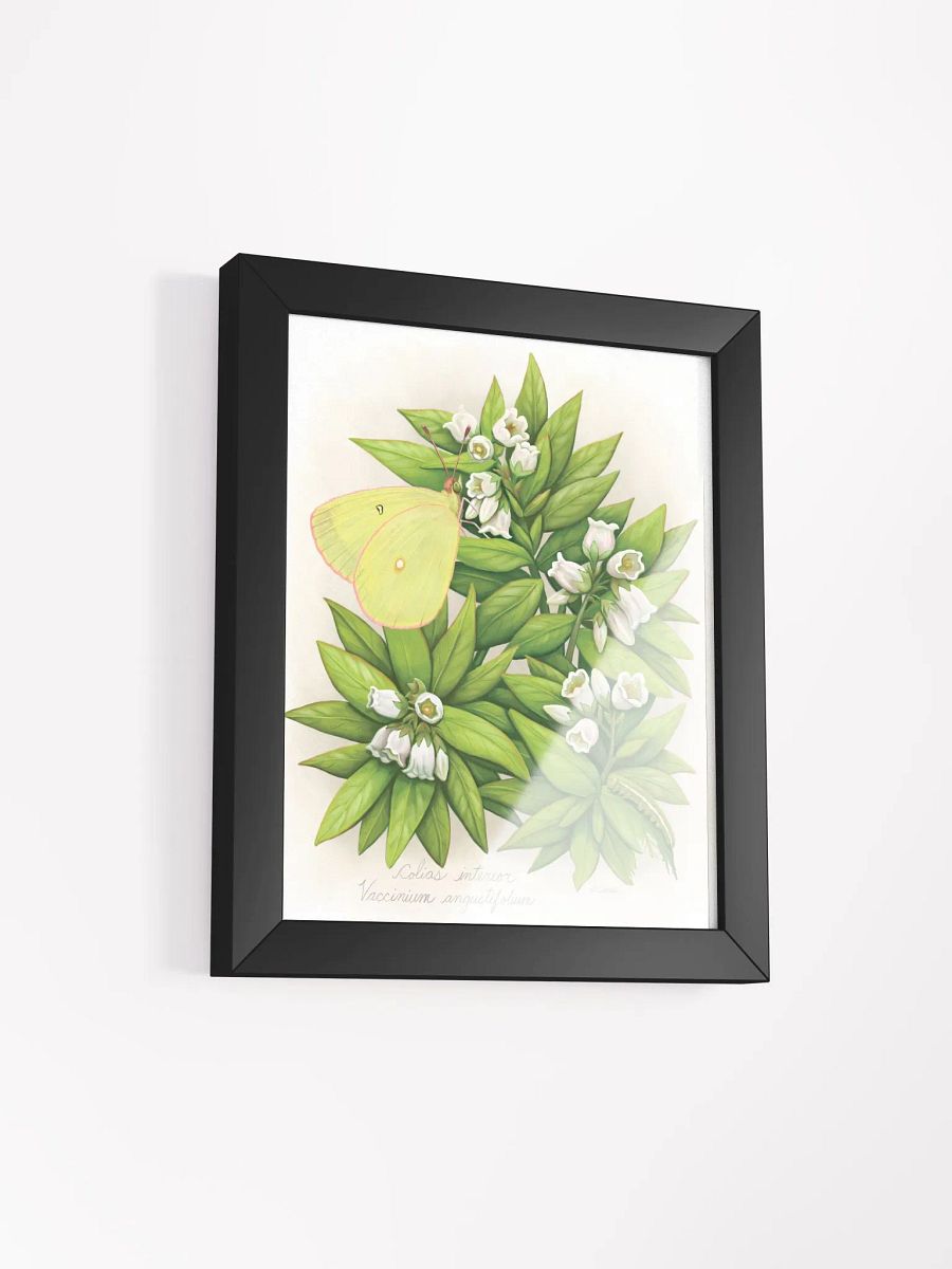 Pink Edged Sulphur Butterfly product image (20)
