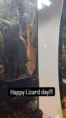 Happy Lizard day!!! Treffy predicted the weather would be upsidedown, and it was, this one has powers 😅