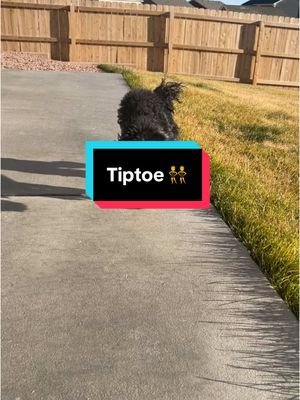 Tiptoe🐍 #dog #doglife #mysunshine #havanese #havanesedog #havaneseoftiktok #havaneselove #havaneseofinstagram #fyp #foryou #doglover #lovedogs #happydog #ハバニーズ #いぬのいる暮らし #犬のいる暮らし #いぬとっく #tiktokviral #challenge #goofy #sillypuppy #crazydog #winning #selfplay #playingwithmyself #funnydog #funnydogvideos #funnydogs #funnyvideo #funnyvideos #dog #lovedog #fyp #dogtok #doglover #dogtoktik #dogtoker #boy #girl #iamsopretty #mylife #life #dogsoftiktok #doggo #pitbull #pitbulldog #pitbullsoftiktok #dogsoftiktok #funnymoments #funnyy #funnytiktok #funnymemes #funnydoggo #funnyanimals #dogmom #ピットブル #いぬ 