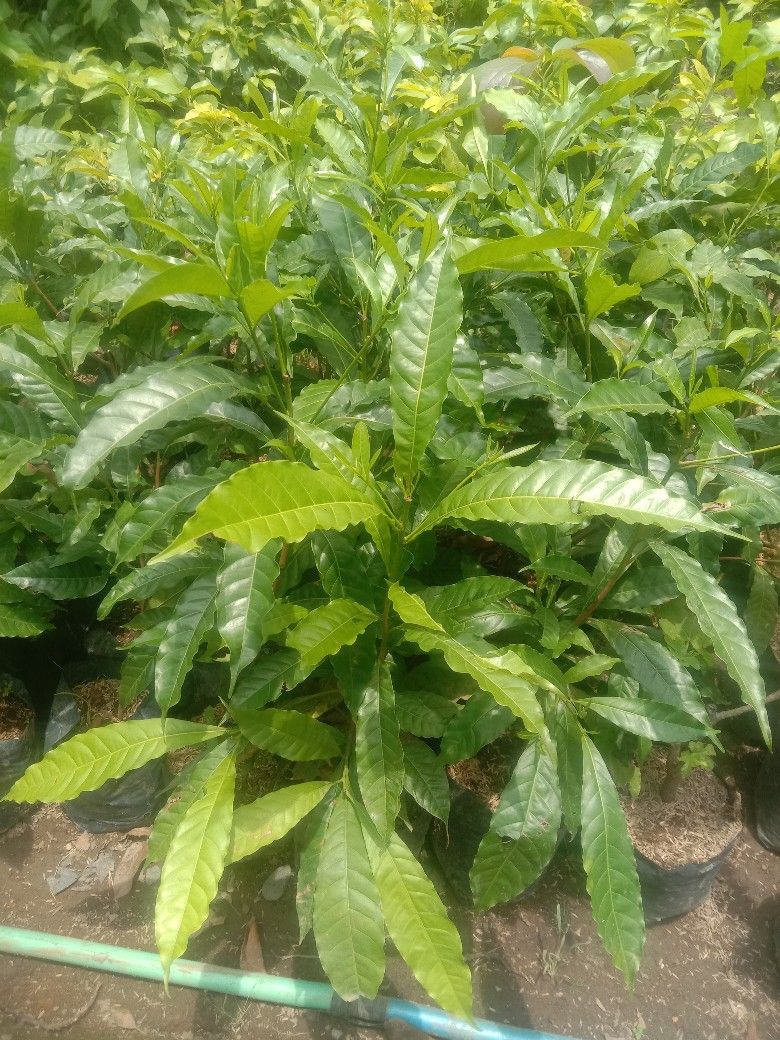Tanaman buah sawo abiu product image (1)