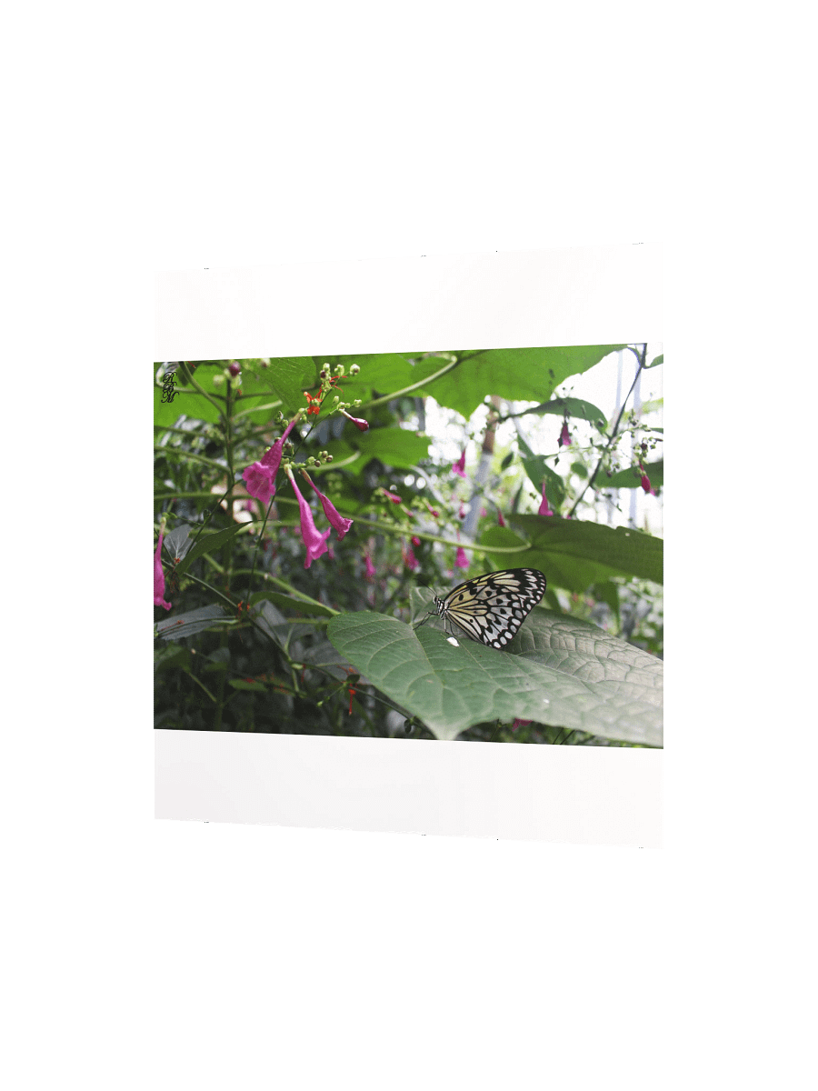Yellow Butterfly on a Leaf product image (5)