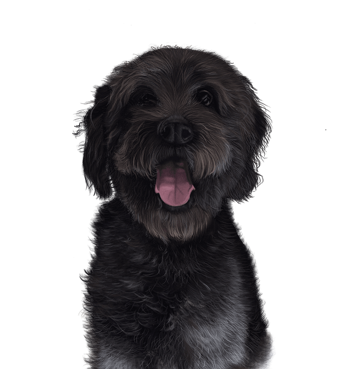 Digital file: Oreo the Labradoodle product image (1)