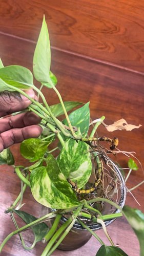 Grandma knows best 🇯🇲
#plantplants #pothos #planttips