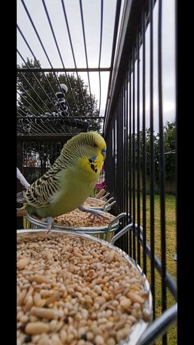 Lenny gets a bit excited when the seeds & pellets out 🐦🥰😍 
#birdsofaustralia #birbs #birbstagram #budgielife #budgiebird #bud...