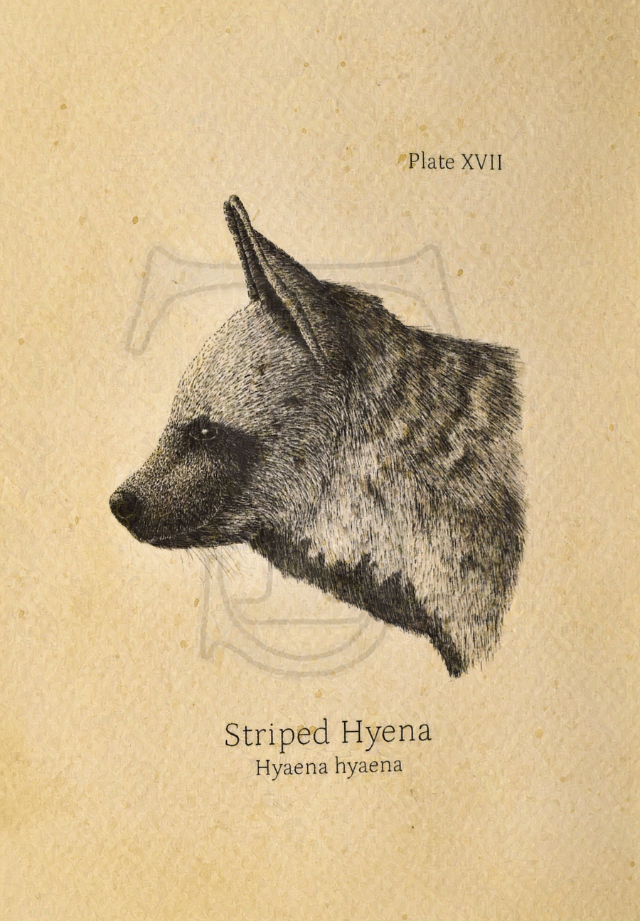 Striped Hyena Head Giclée print (hand watercolored) product image (1)
