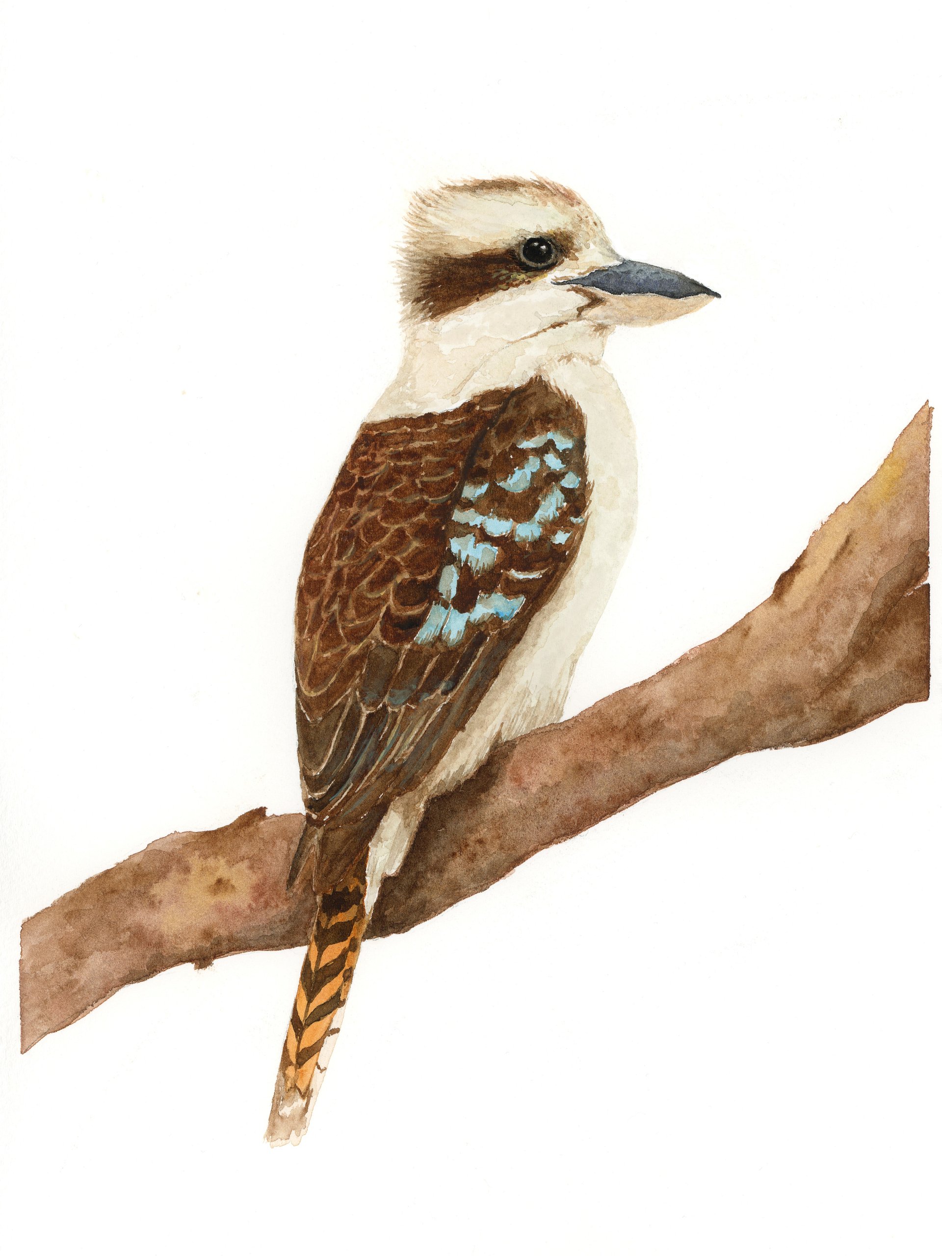Kookaburra - giclée print product image (1)