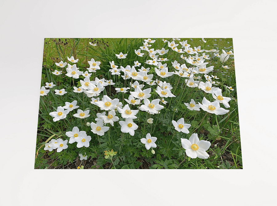 Spring Meadow of White Anemone Flowers product image (2)