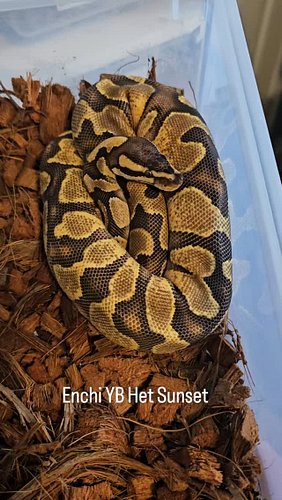 #ballpython #ballpythons #ballpythonbreeder #ballpythonsofinstagram #reptiles #sunsetballpython #nwballpythons #yellowbellyba...