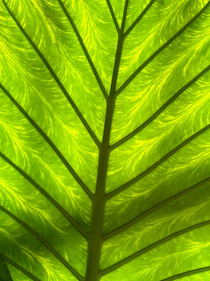 Green Leaf Wallpaper product image (1)