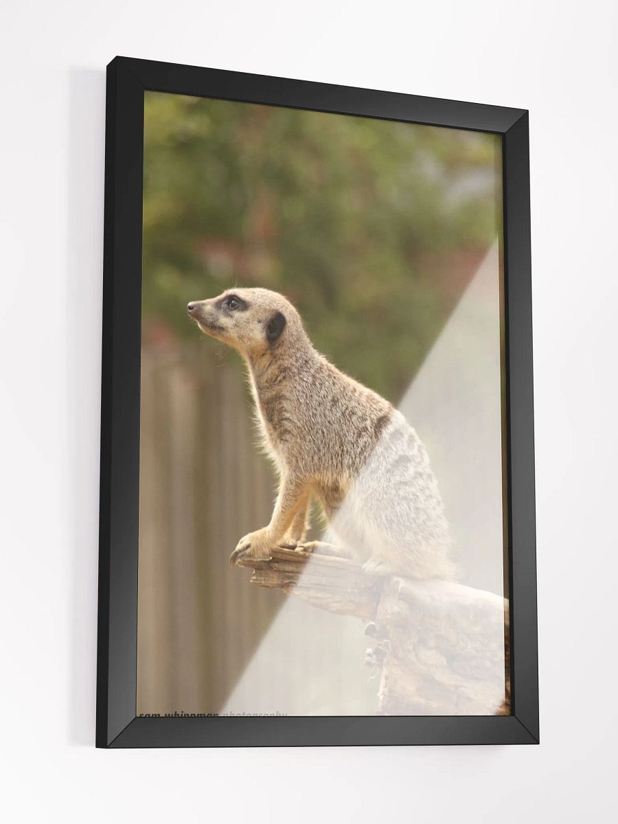 Meerkat Framed Matte Finish Prints product image (3)