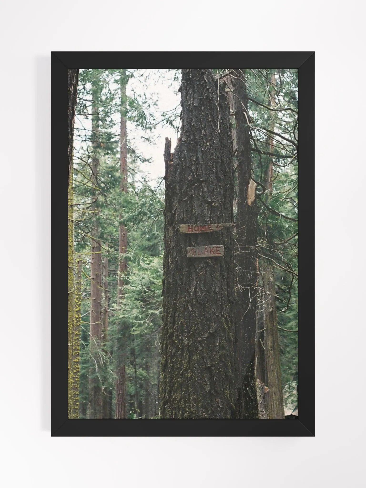 To Home - To Lake product image (1)