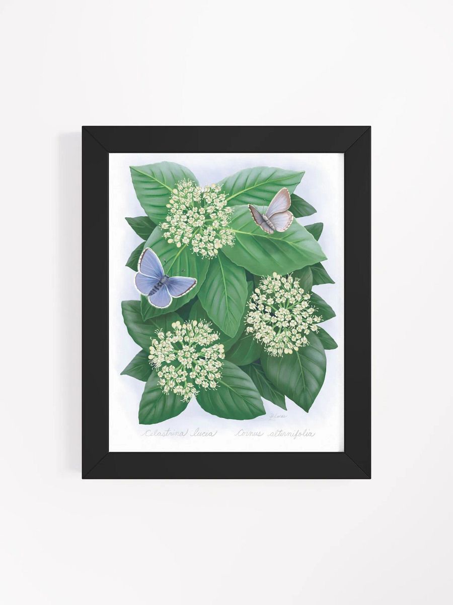 Northern Spring Azure Butterflies product image (43)
