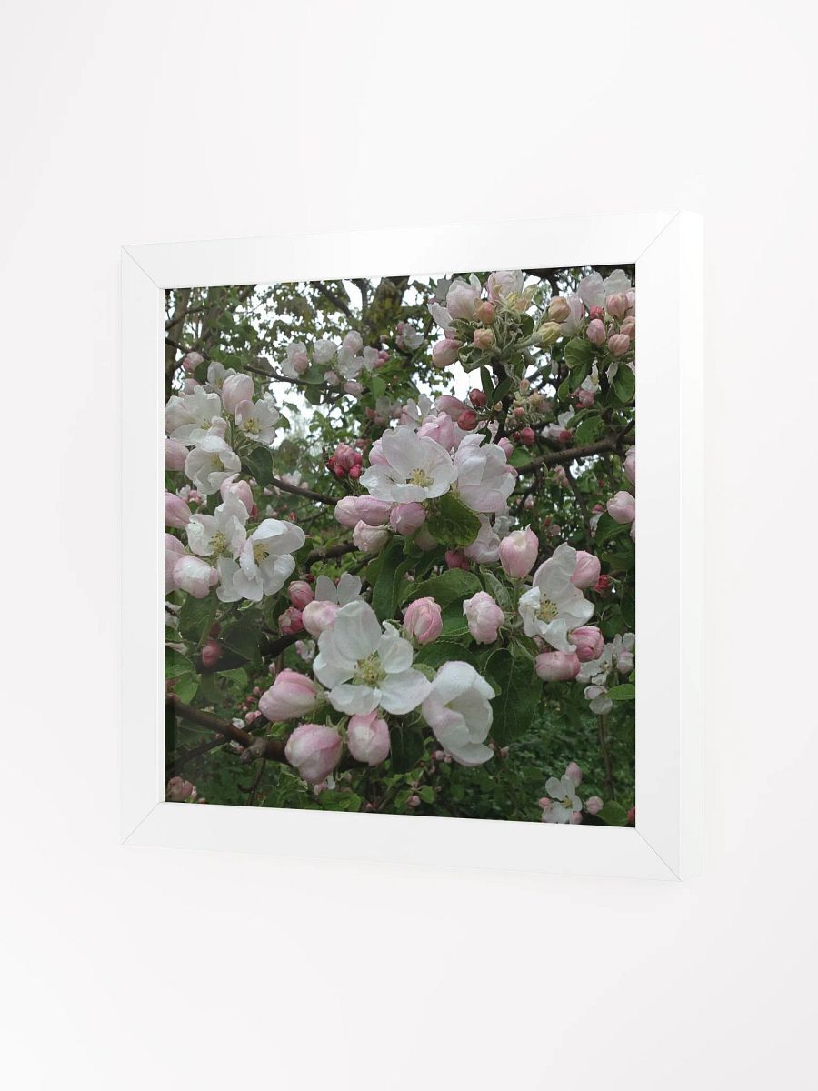 Apple Blossoms III product image (2)